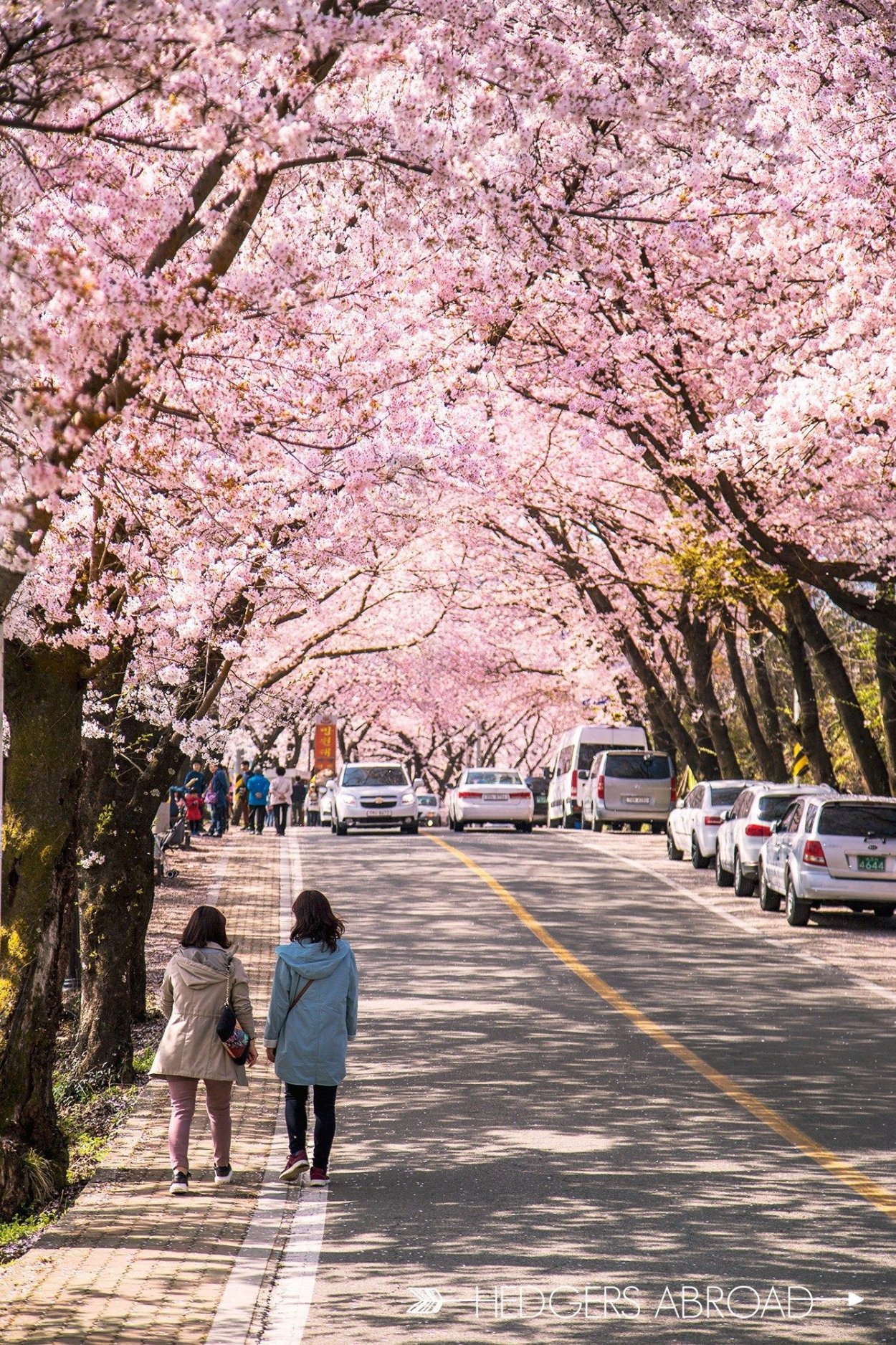 Сакура в Корее
