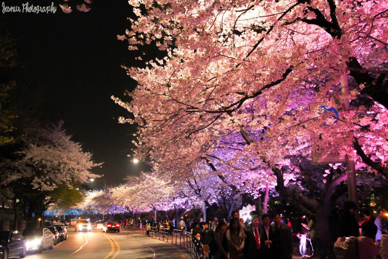 Южная Корея Эстетика Сеул с сакурой