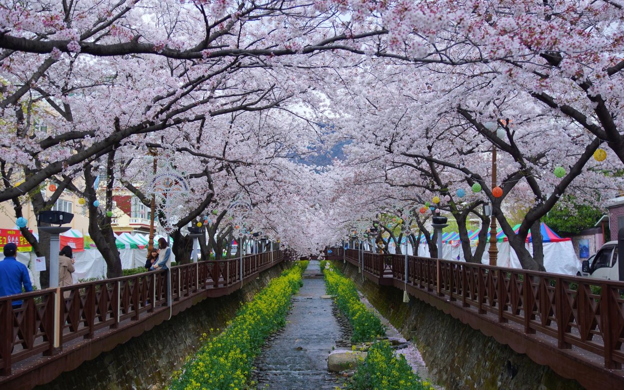 Пусан Сакура