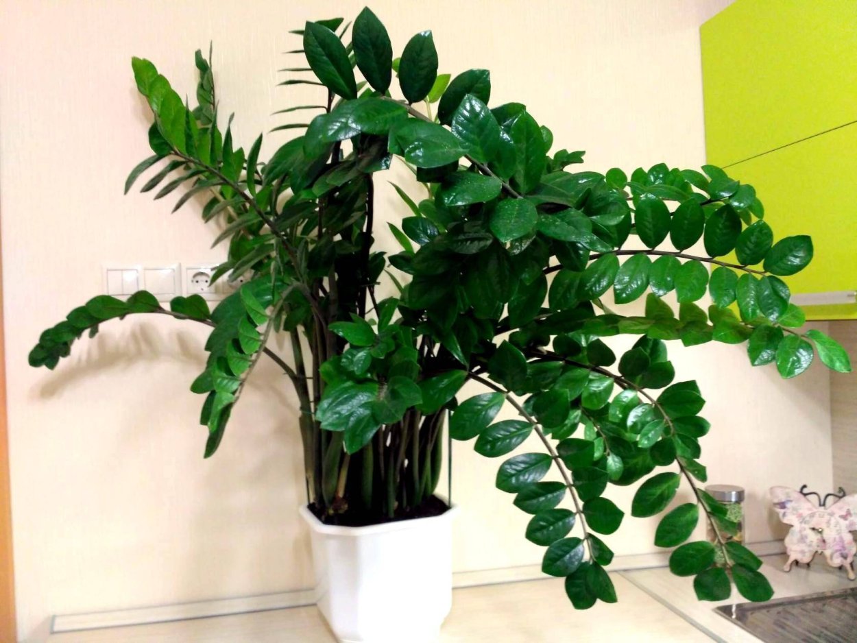 Комнатный цветок замиокулькас