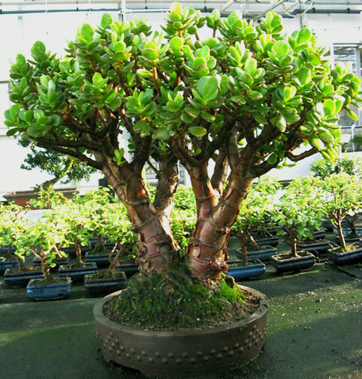 Крассула (денежное дерево)