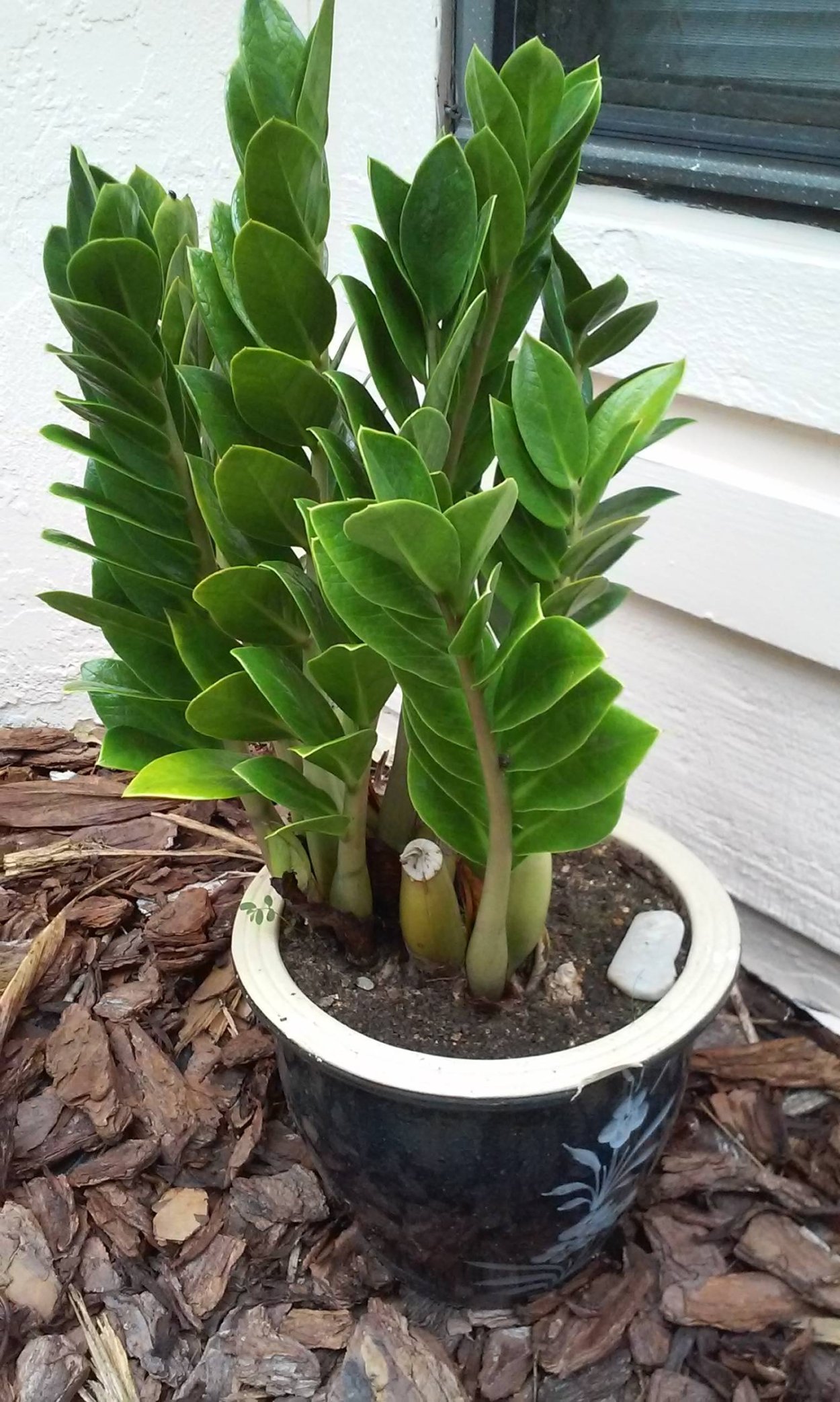 Долларовое дерево цветок