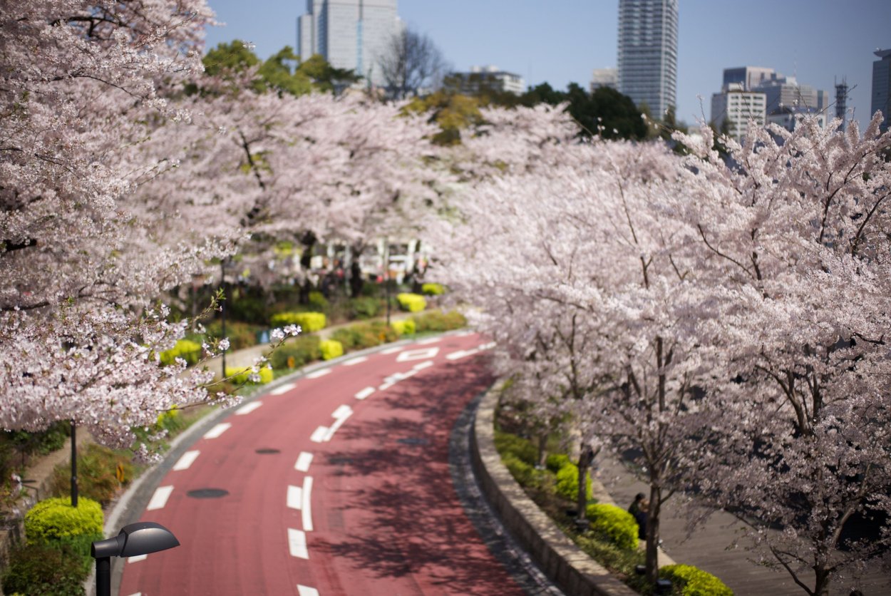 Сеул цветение Сакуры