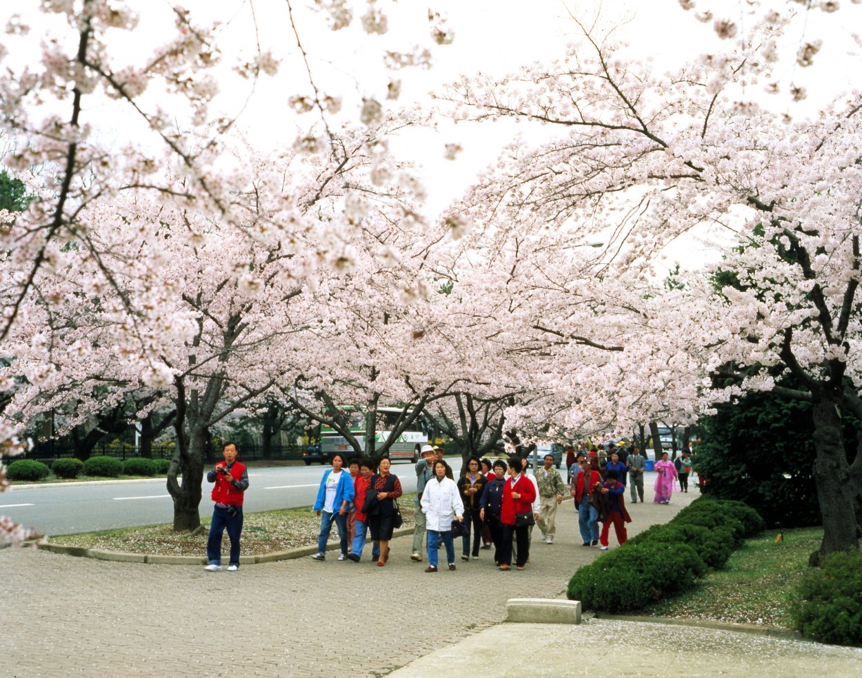 Сеул Южная Корея цветение Сакуры