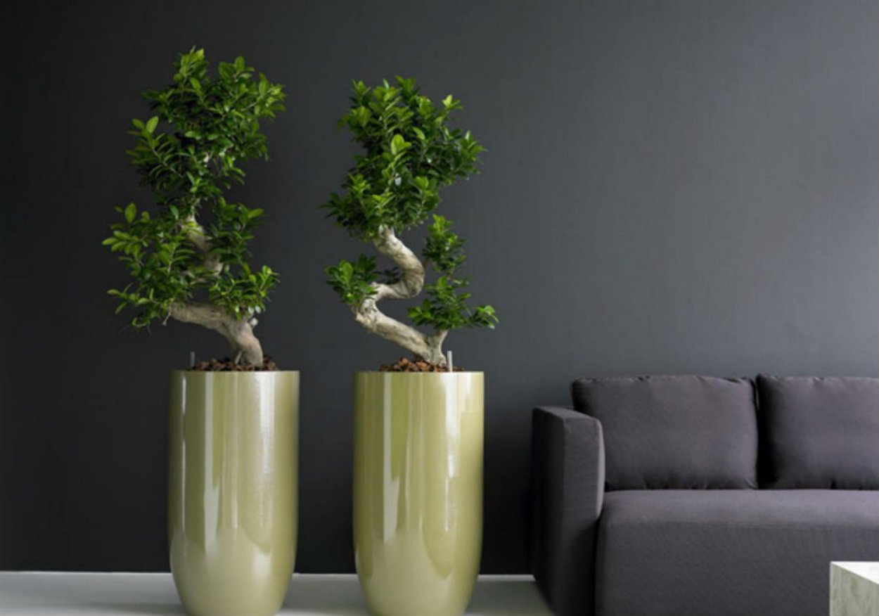 Фикус микрокарпа в интерьере