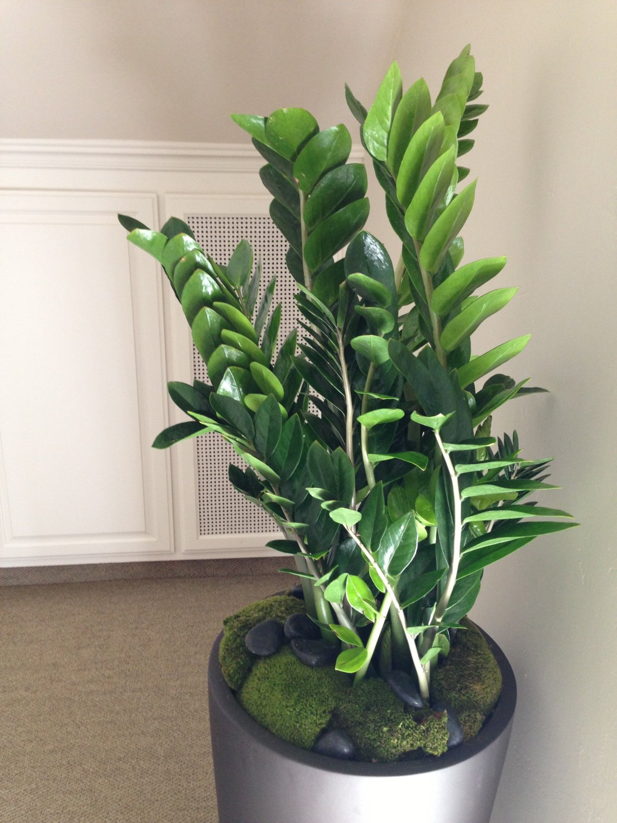 Драцена замиокулькас