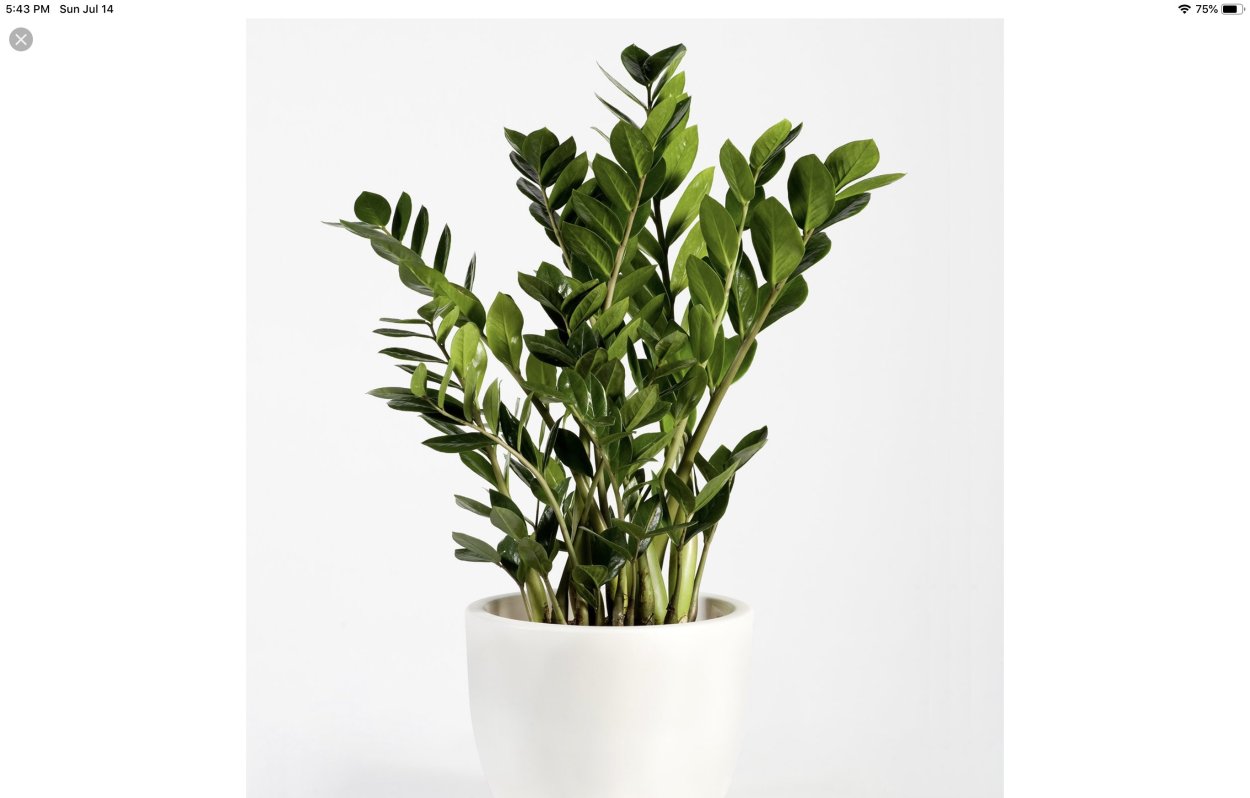 Замиокулькас долларовое дерево