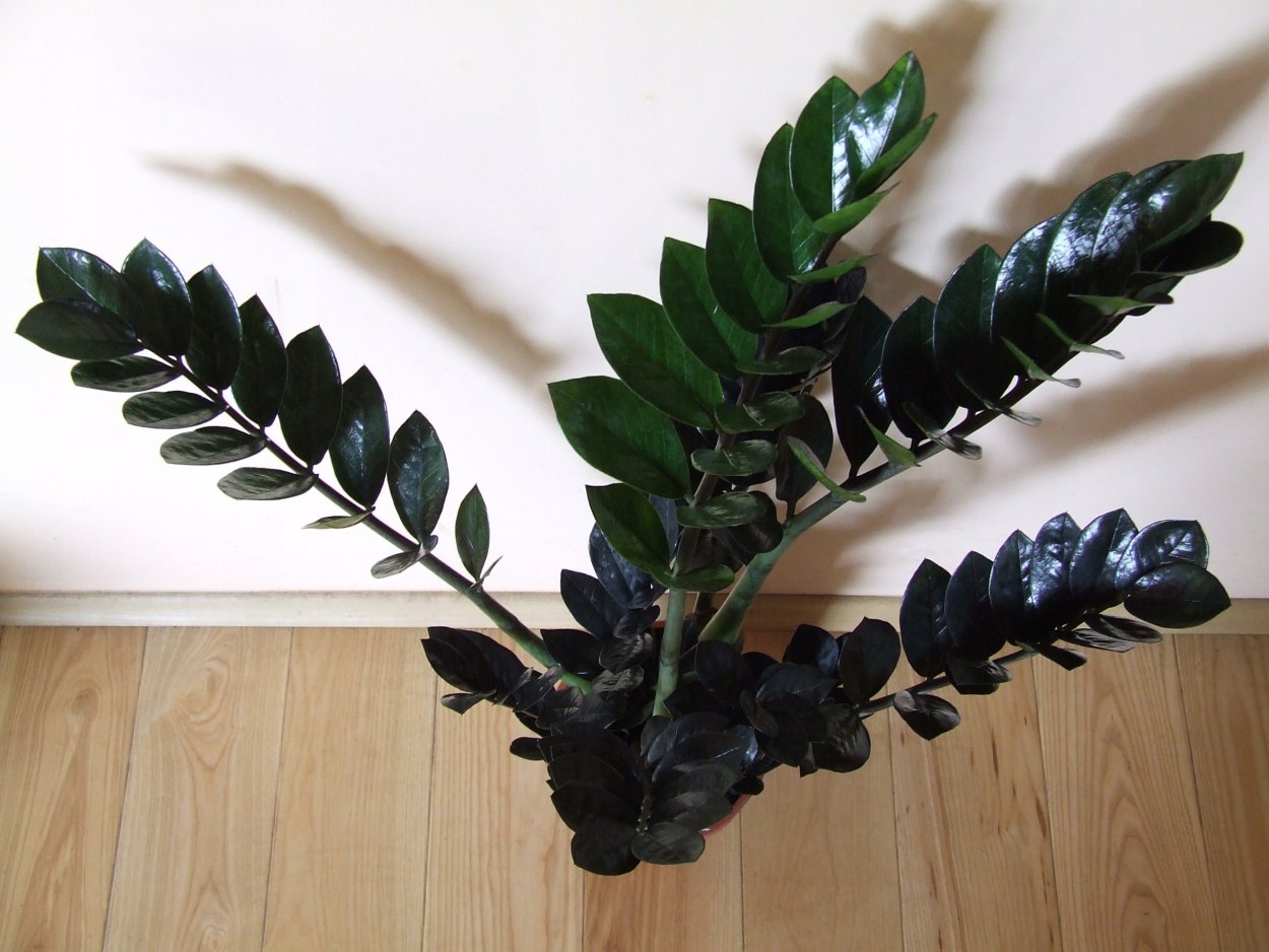 Замиокулькас черный равен