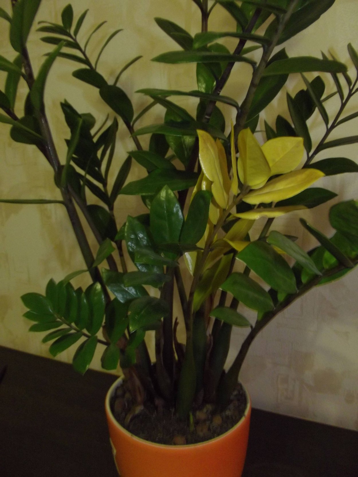 Хлороз на замиокулькас