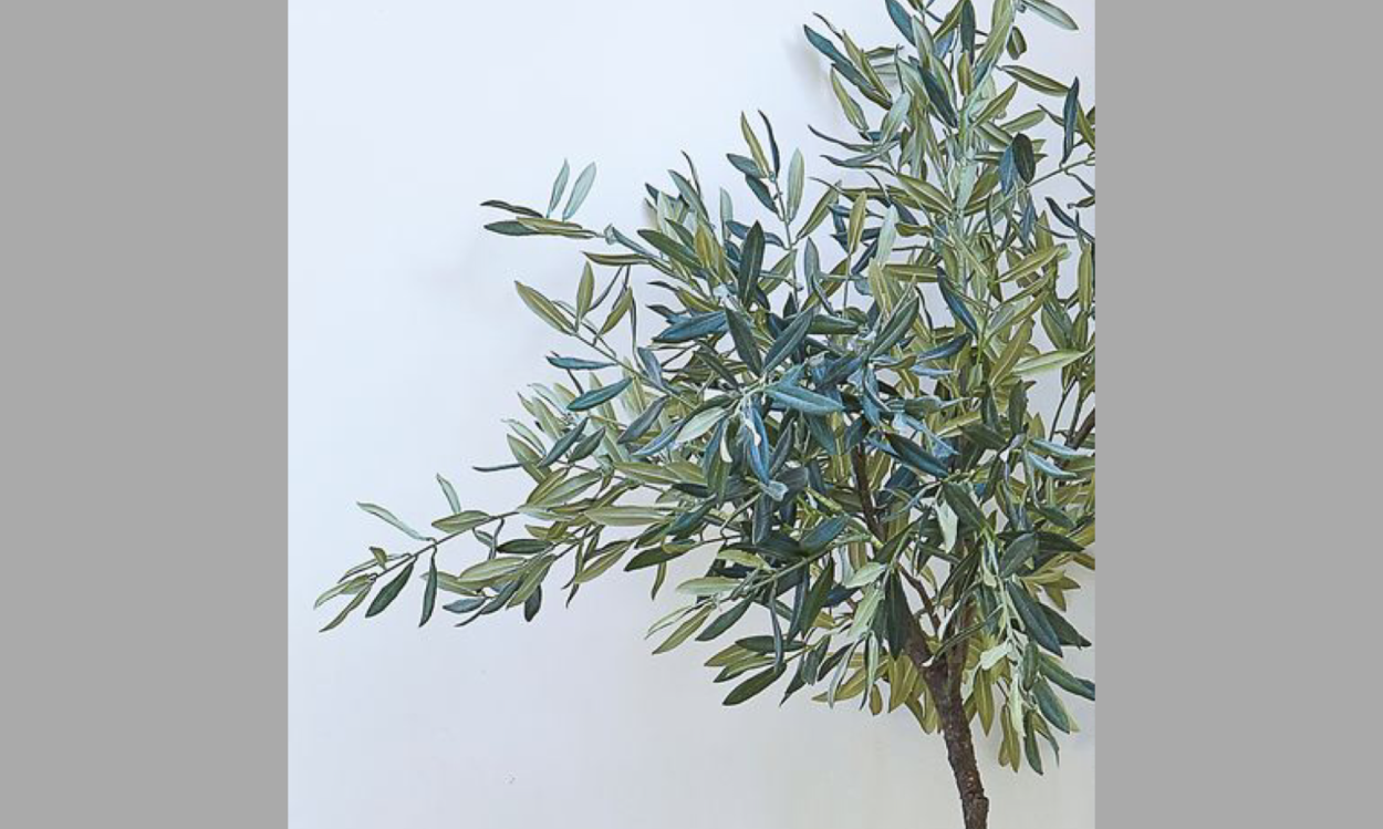 Olive Tree in Pot PNG