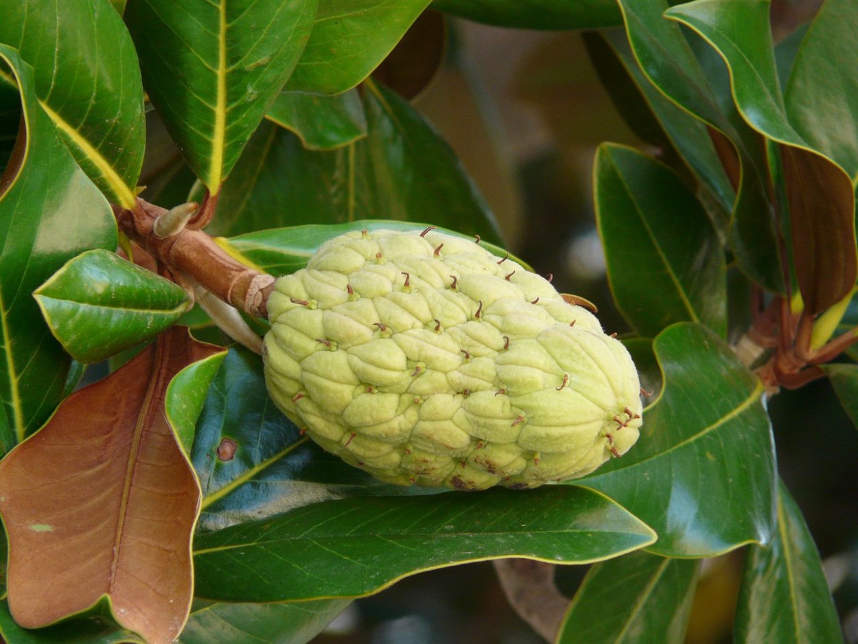 Плоды фикуса