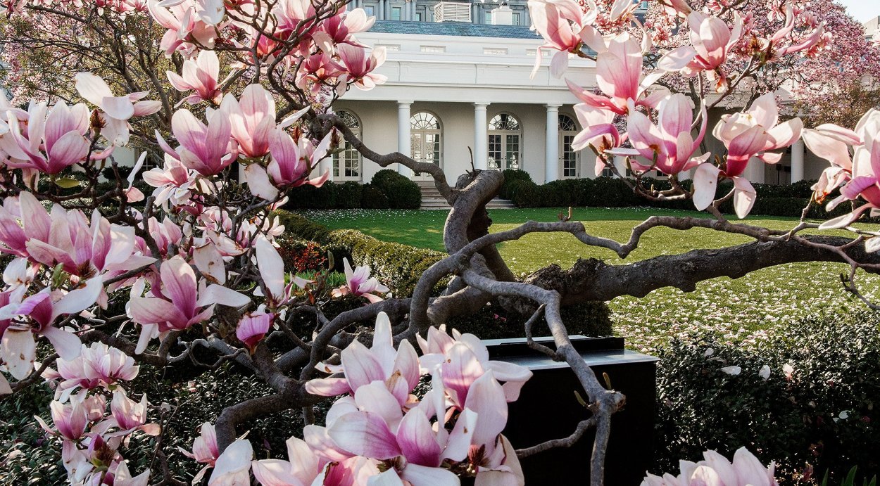 Магнолия США