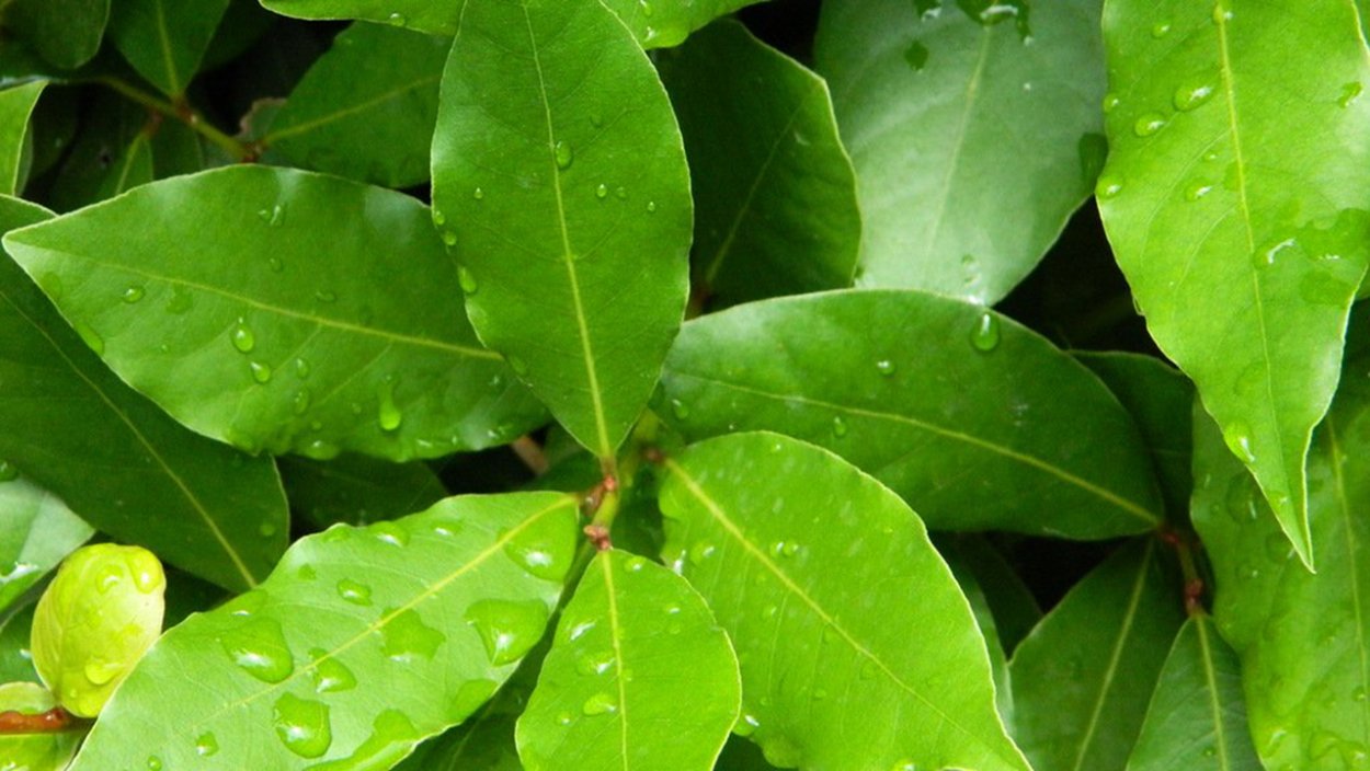 Лавр благородный вечнозеленый экзотика