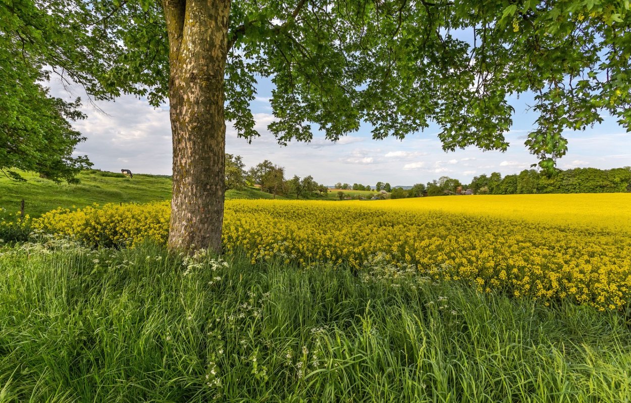 Луг с деревьями