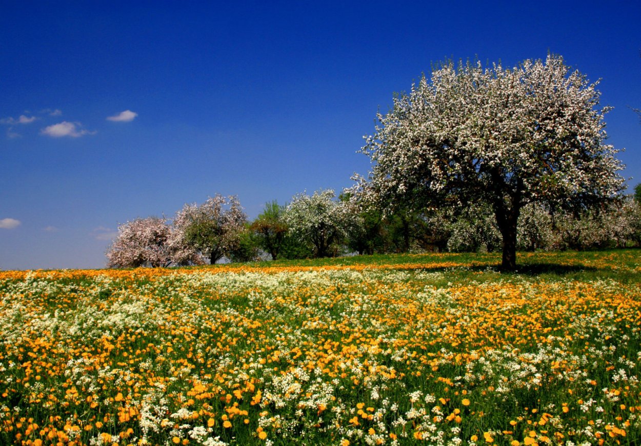 Поле весной