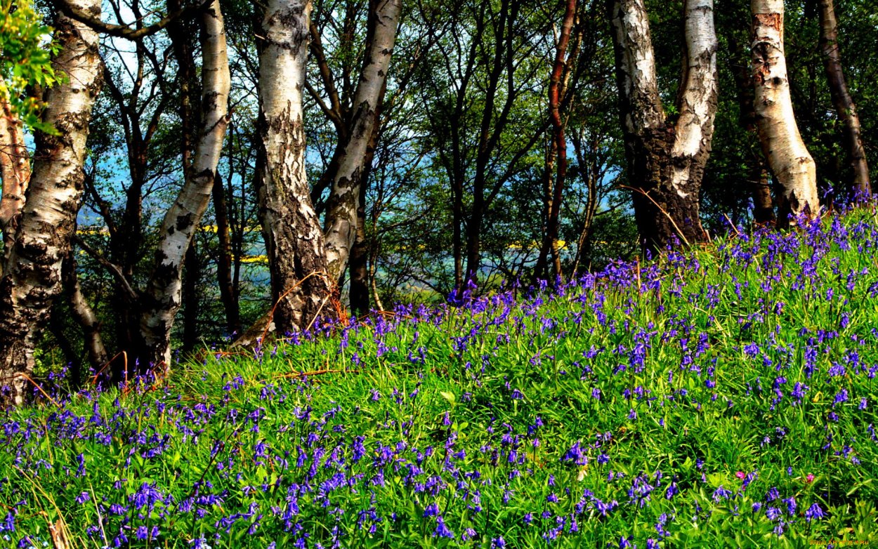 Весенние Луга