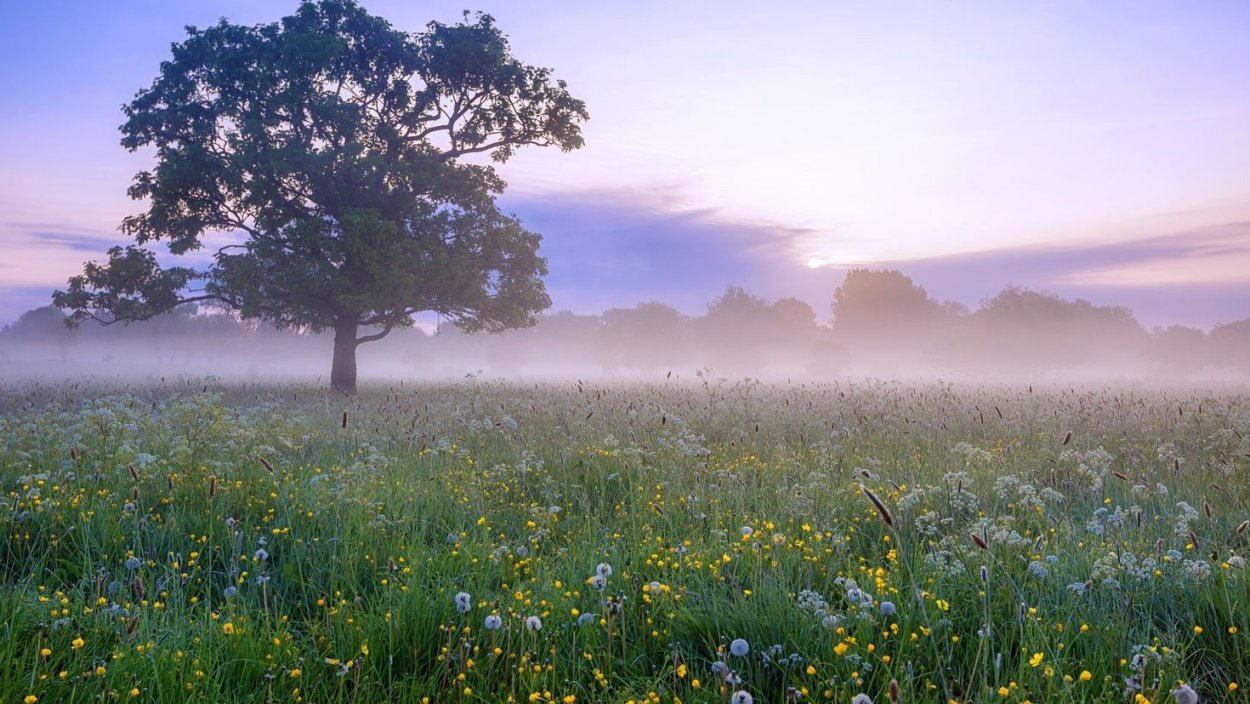 Утро природа