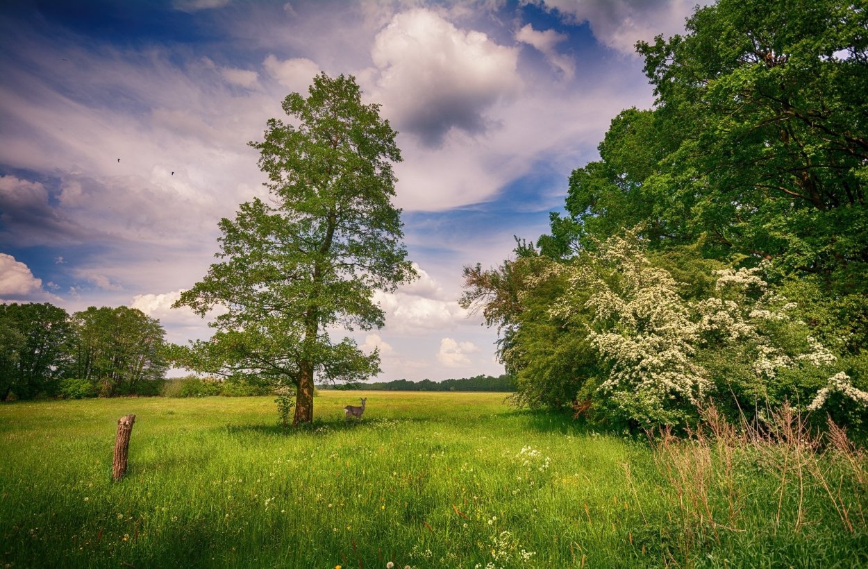 Деревья летом