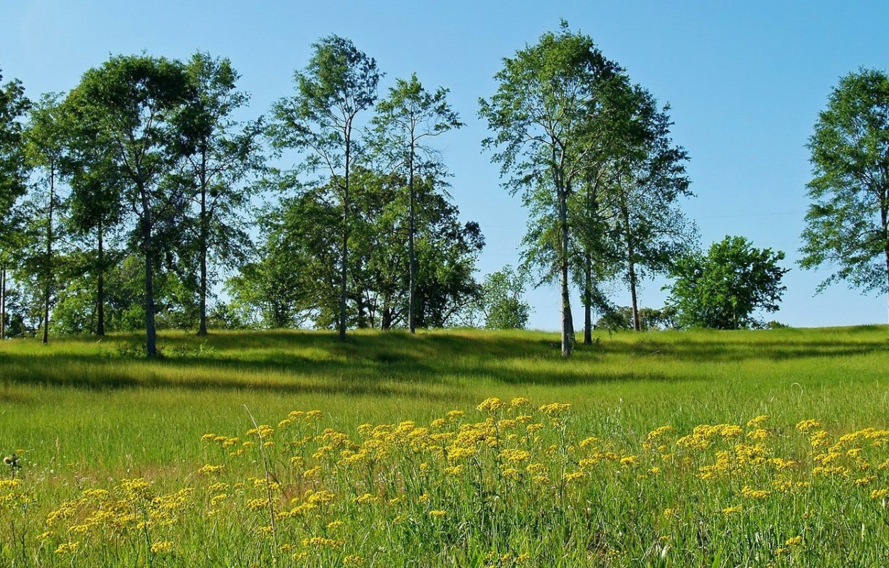 Панорама природа лето