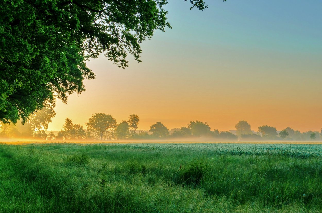 Рассвет в лесу
