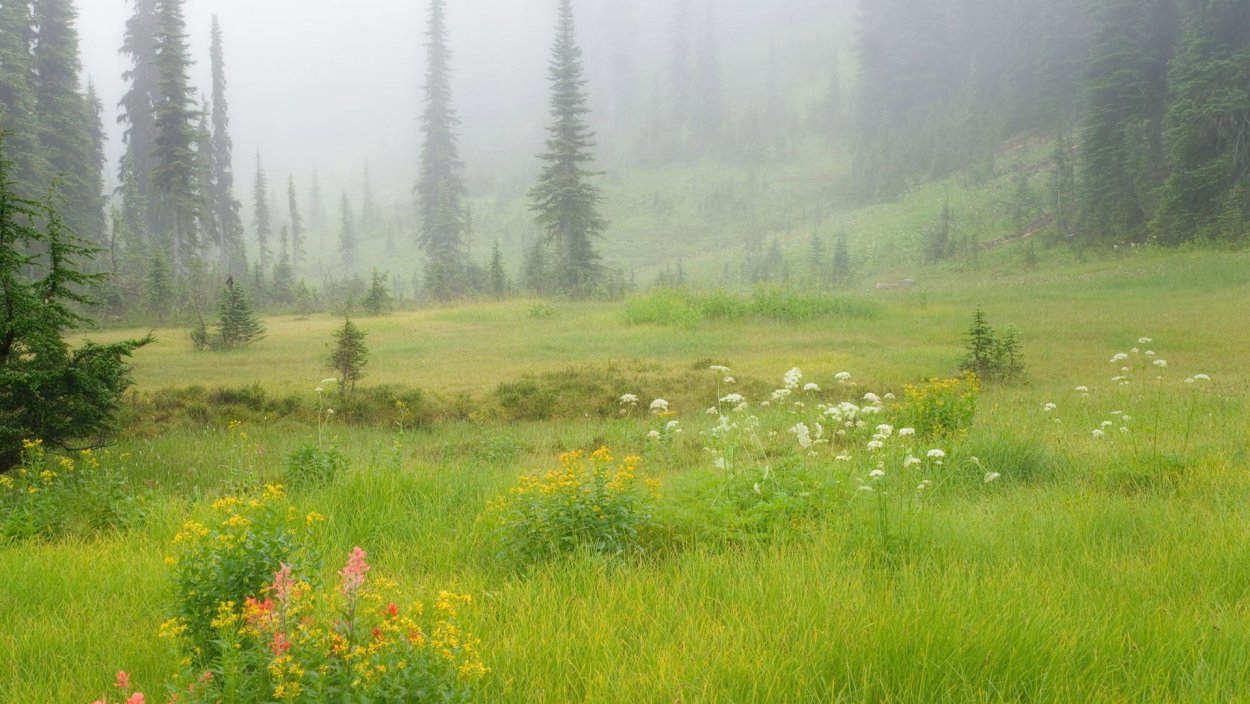 Природа лес Поляна опушка
