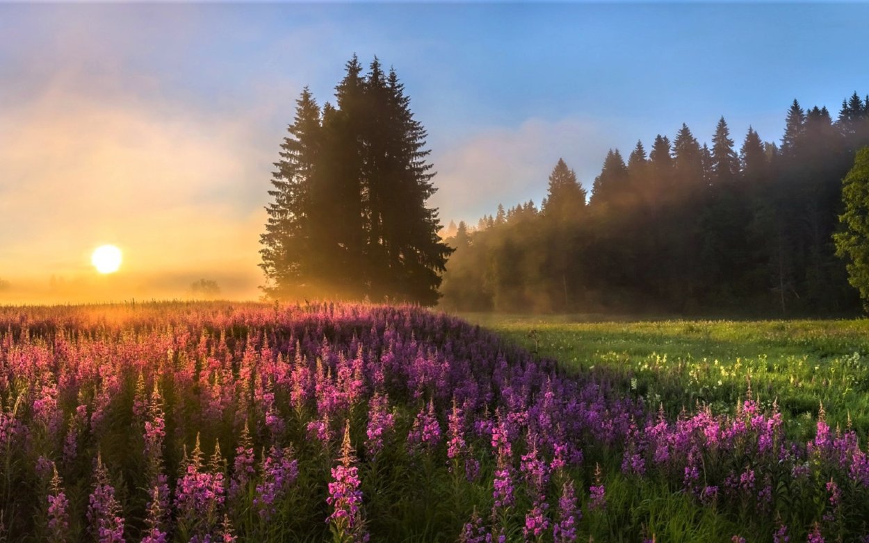 Цветущий луг Иван чай Россия