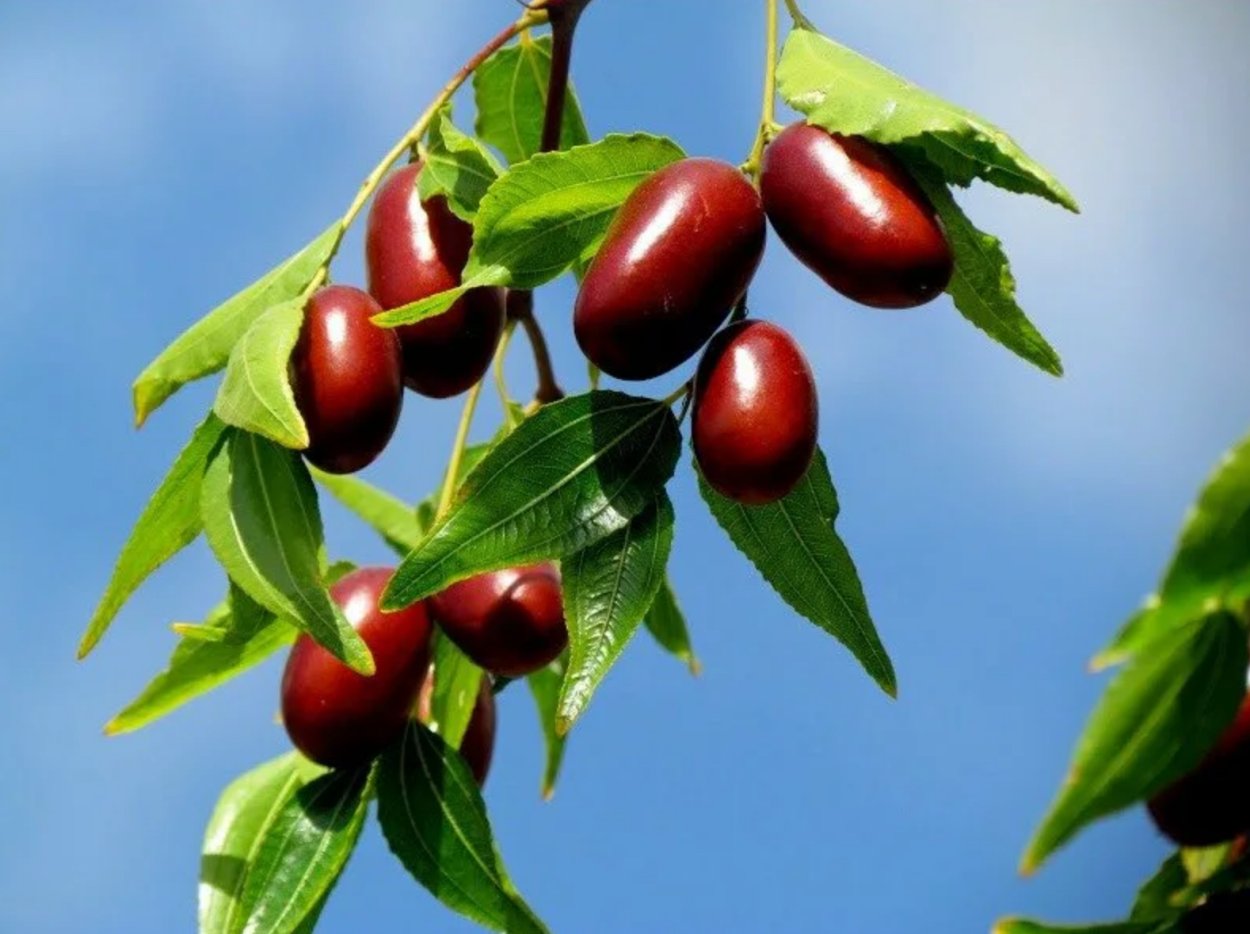 Зизифус Мори Джер