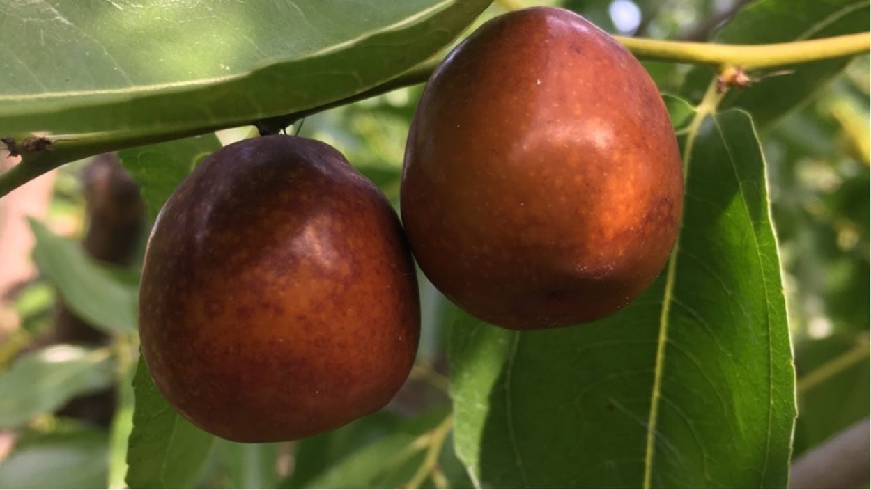 Финик Зизифус