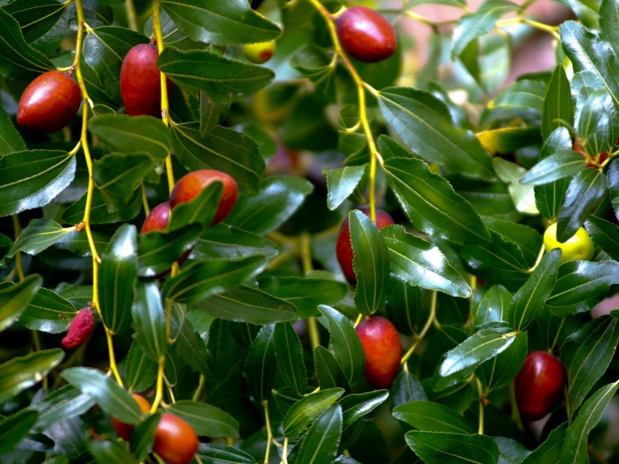 Крымский финик Зизифус