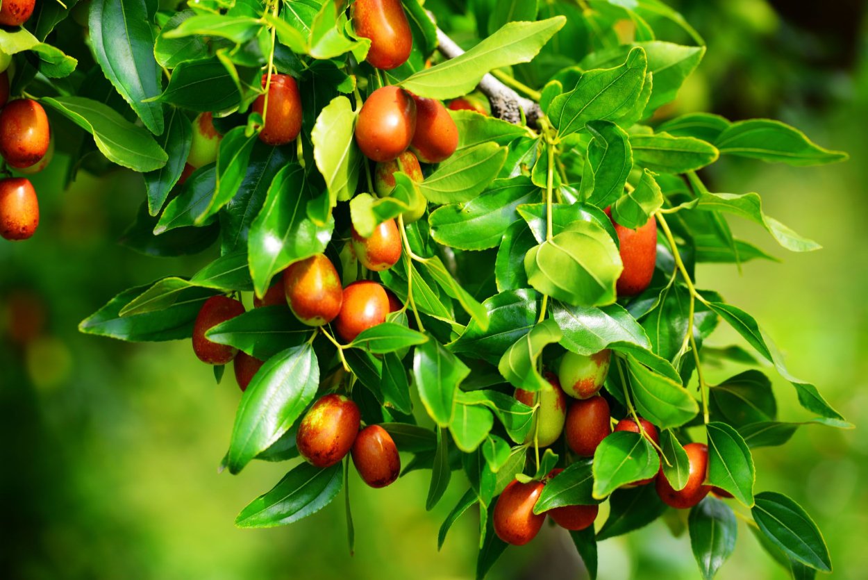 Унаби жожоба Зизифус