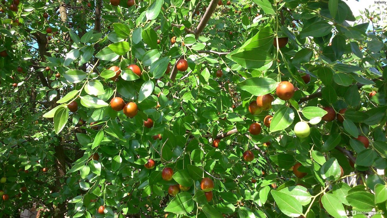 Финик Зизифус