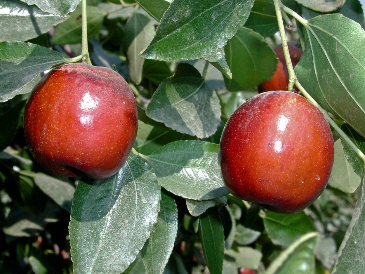 Jujube Tree