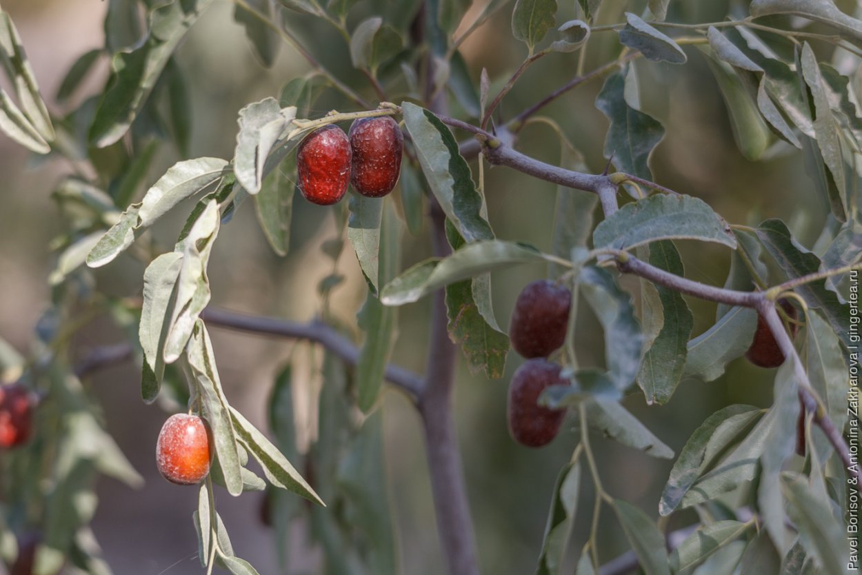Зизифус унаби китайский