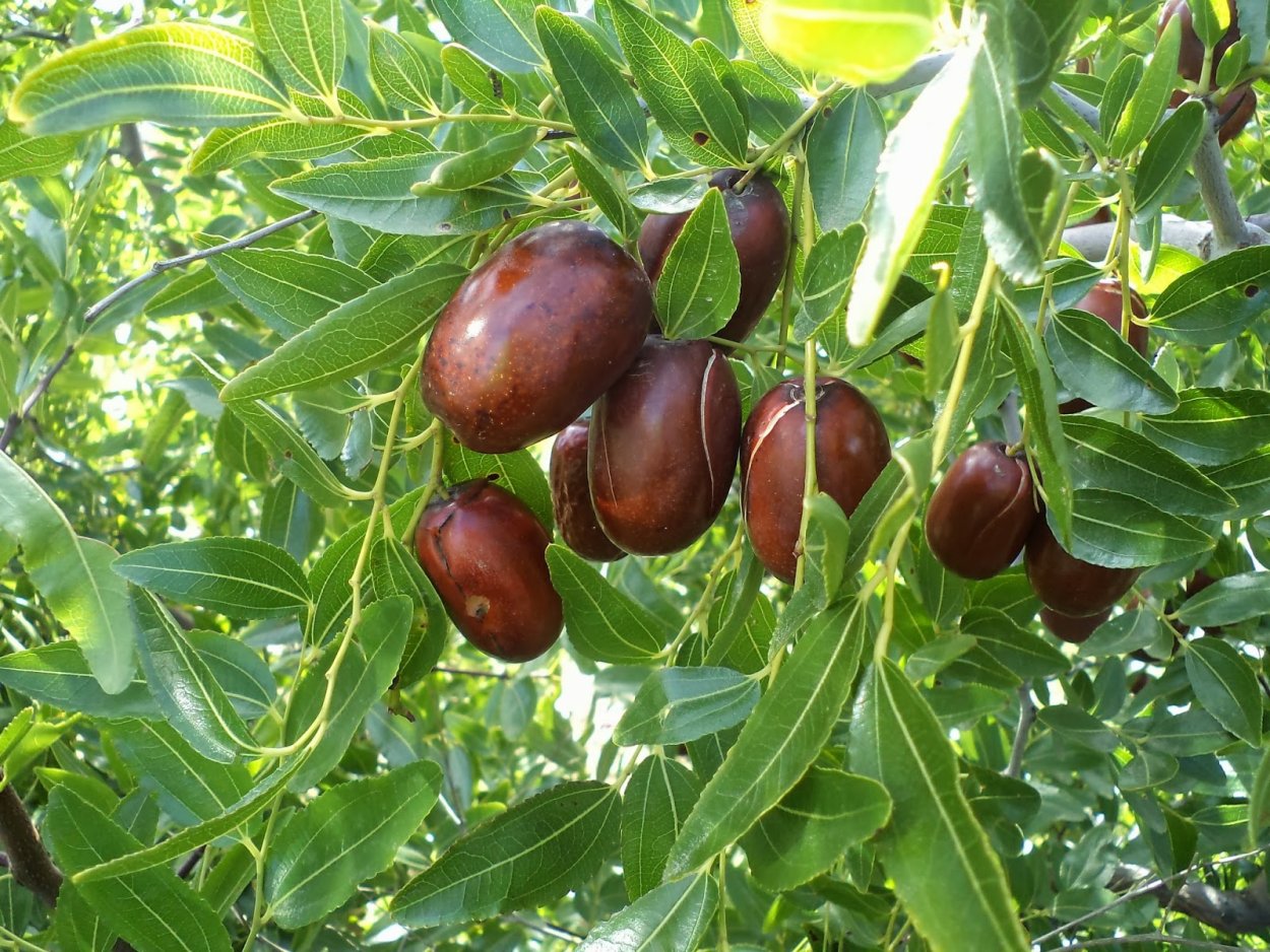 Финик унаби