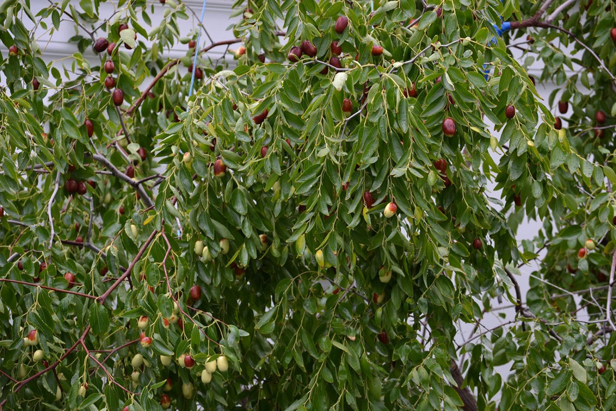 Зизифус диабетикам