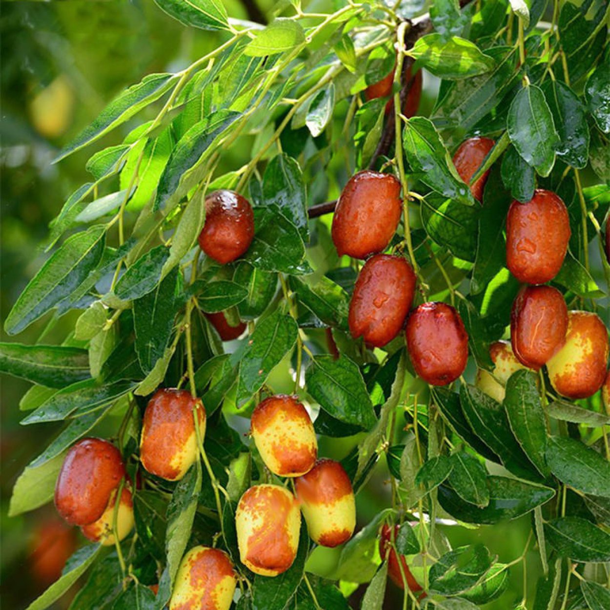 Jujube Tree