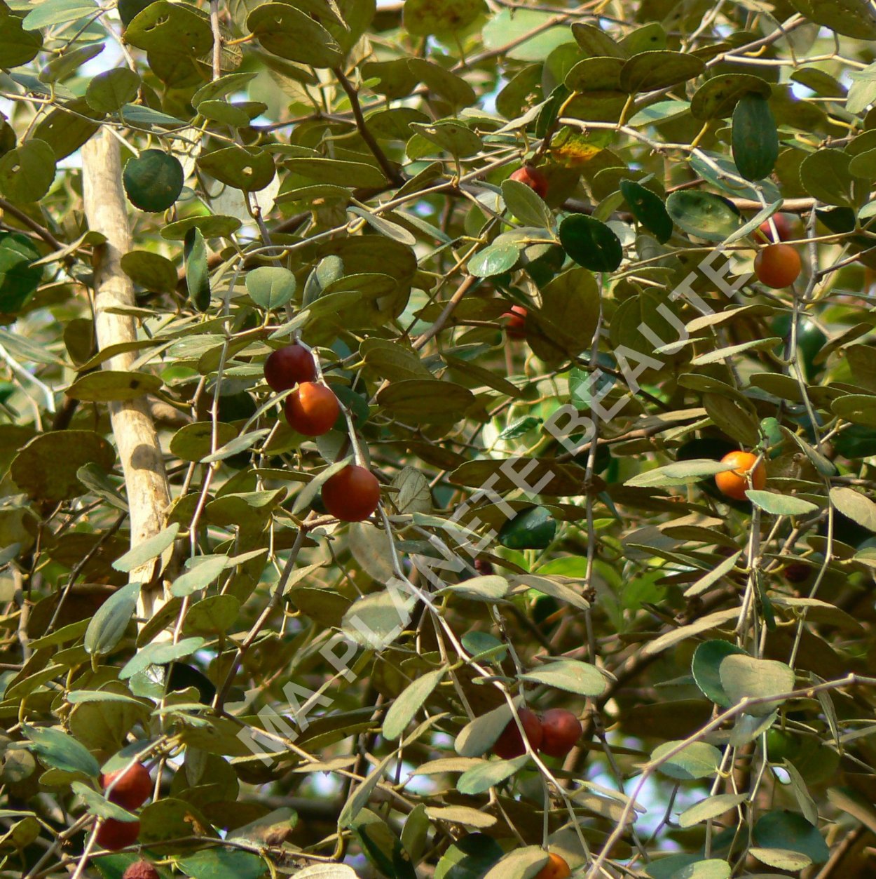 Унаби китайский финик