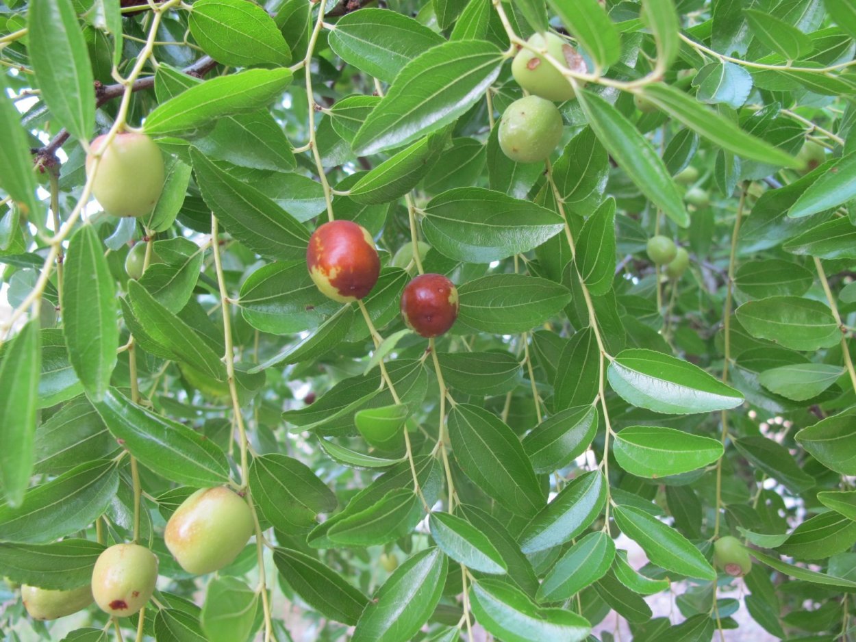Ziziphus mauritiana