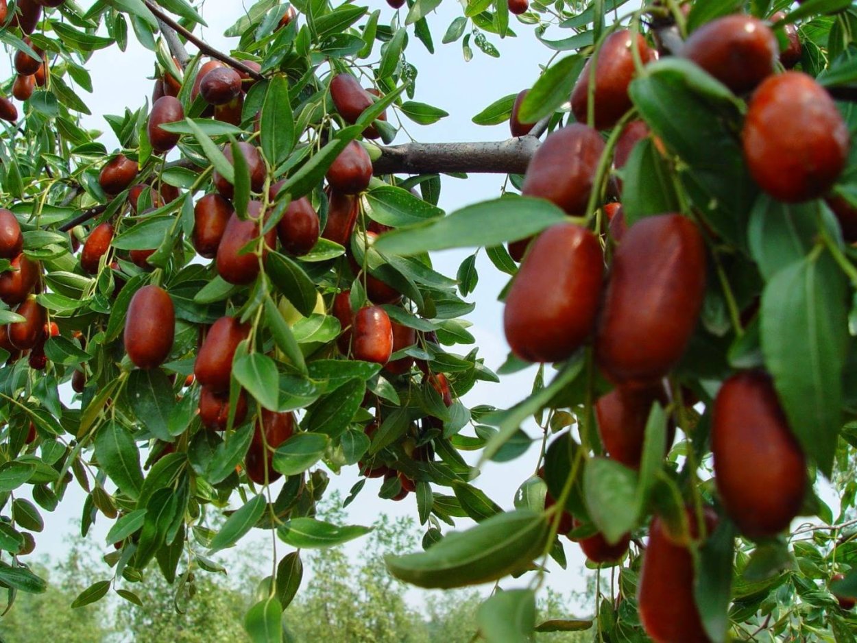 Jujube Tree