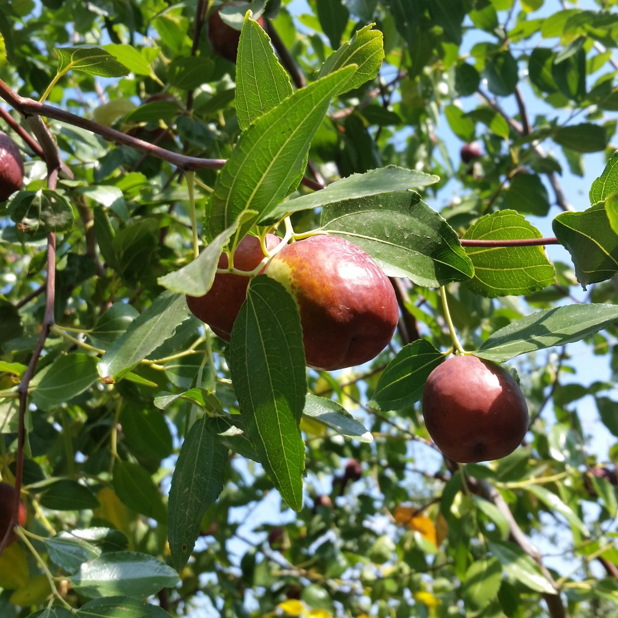 Зизифус белый