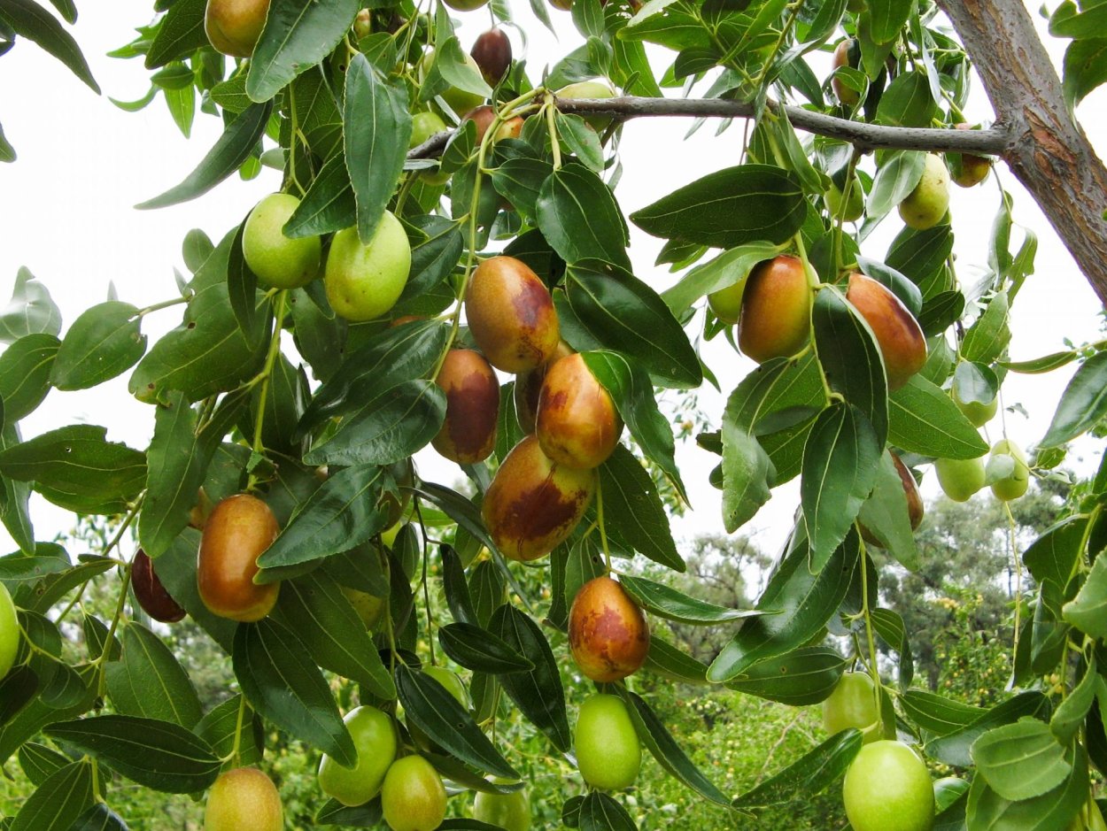 Дерево слива мармелада