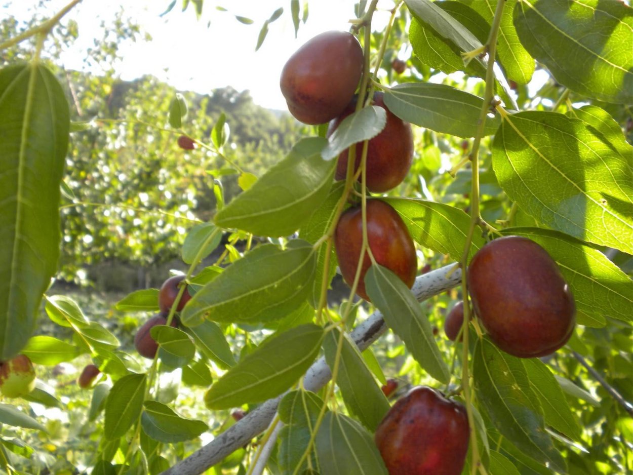 Джида дерево в Узбекистане