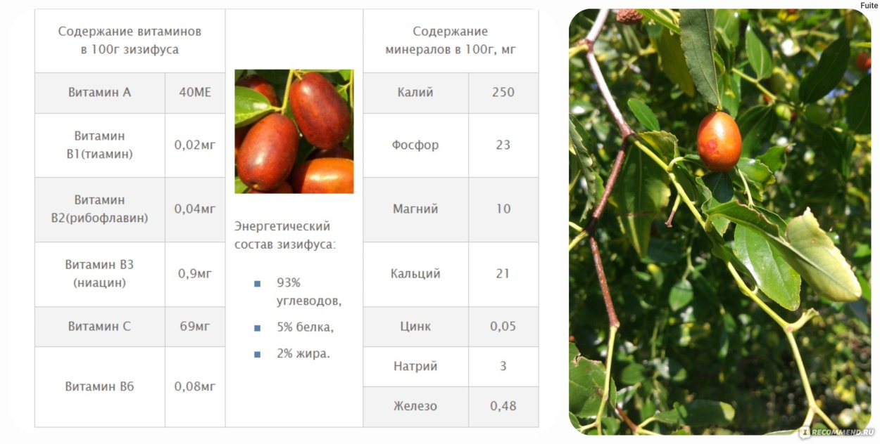 Китайский финик ююба