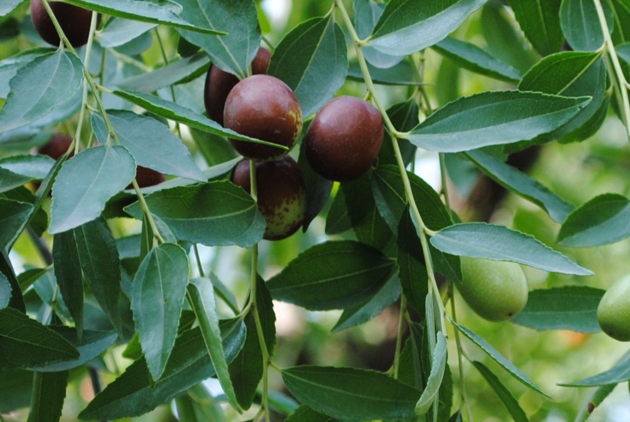 Зизифус обыкновенный