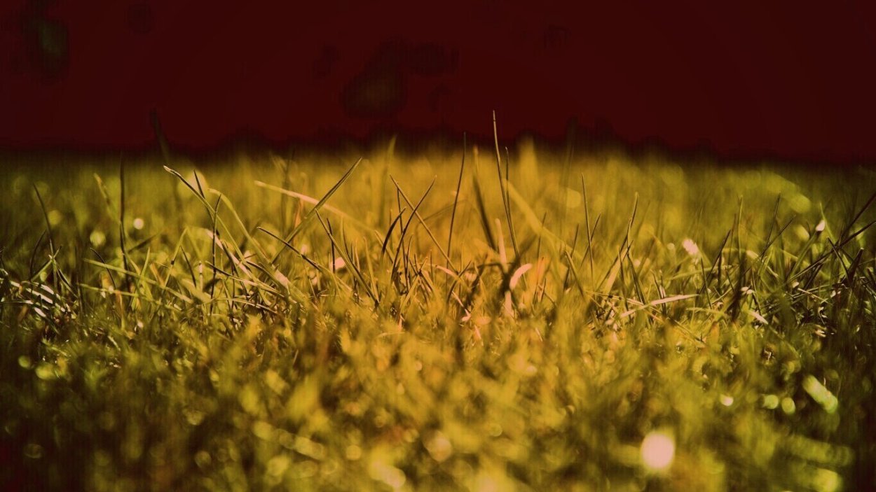 Газон Wallpaper