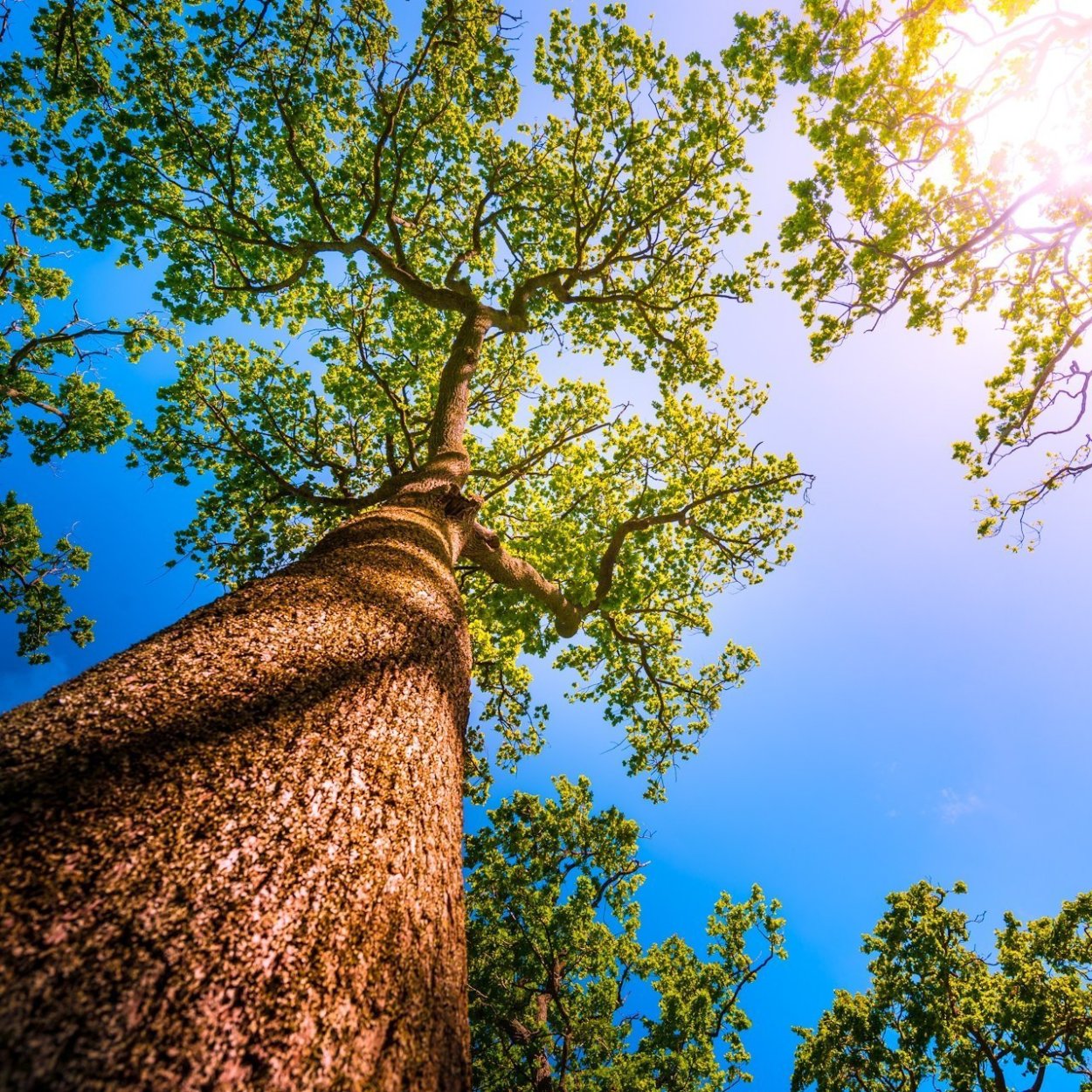 Дерево снизу вверх