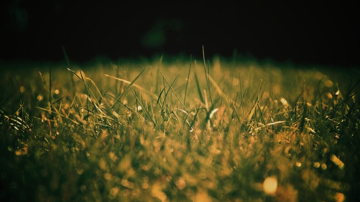 Расслабляющие травы