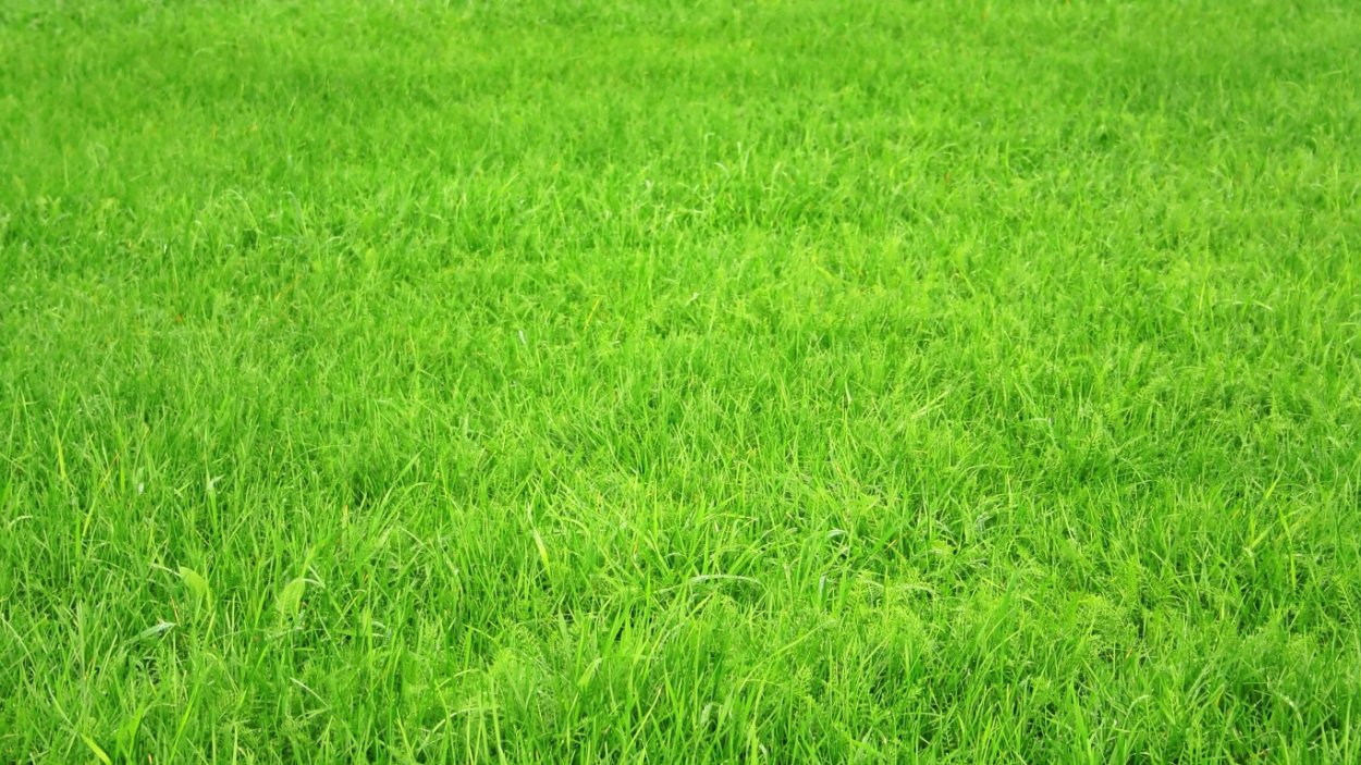 Красивая трава