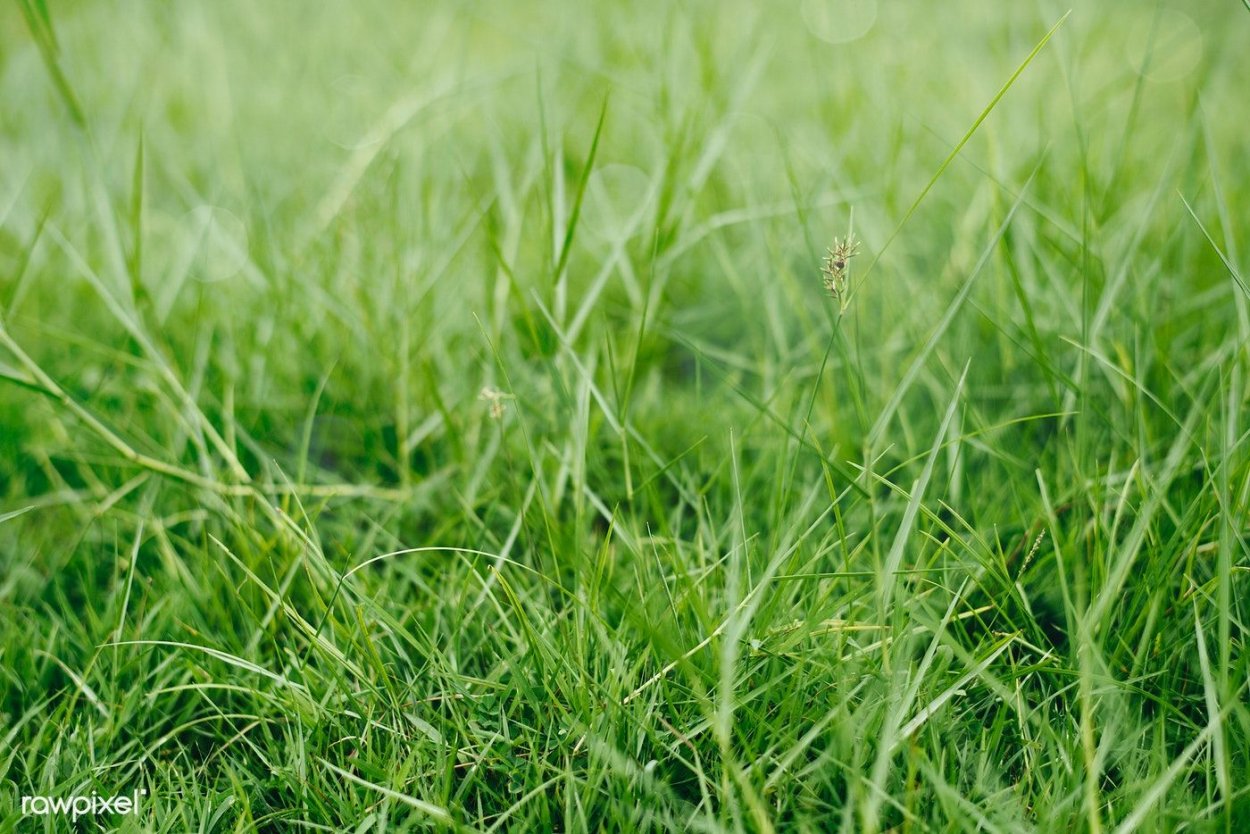 Зеленый Покров