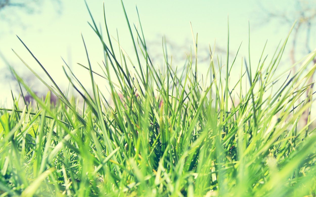 Обои на рабочий стол трава зеленая